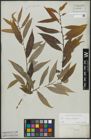 Foto von Salix alba L. x Salix fragilis L.